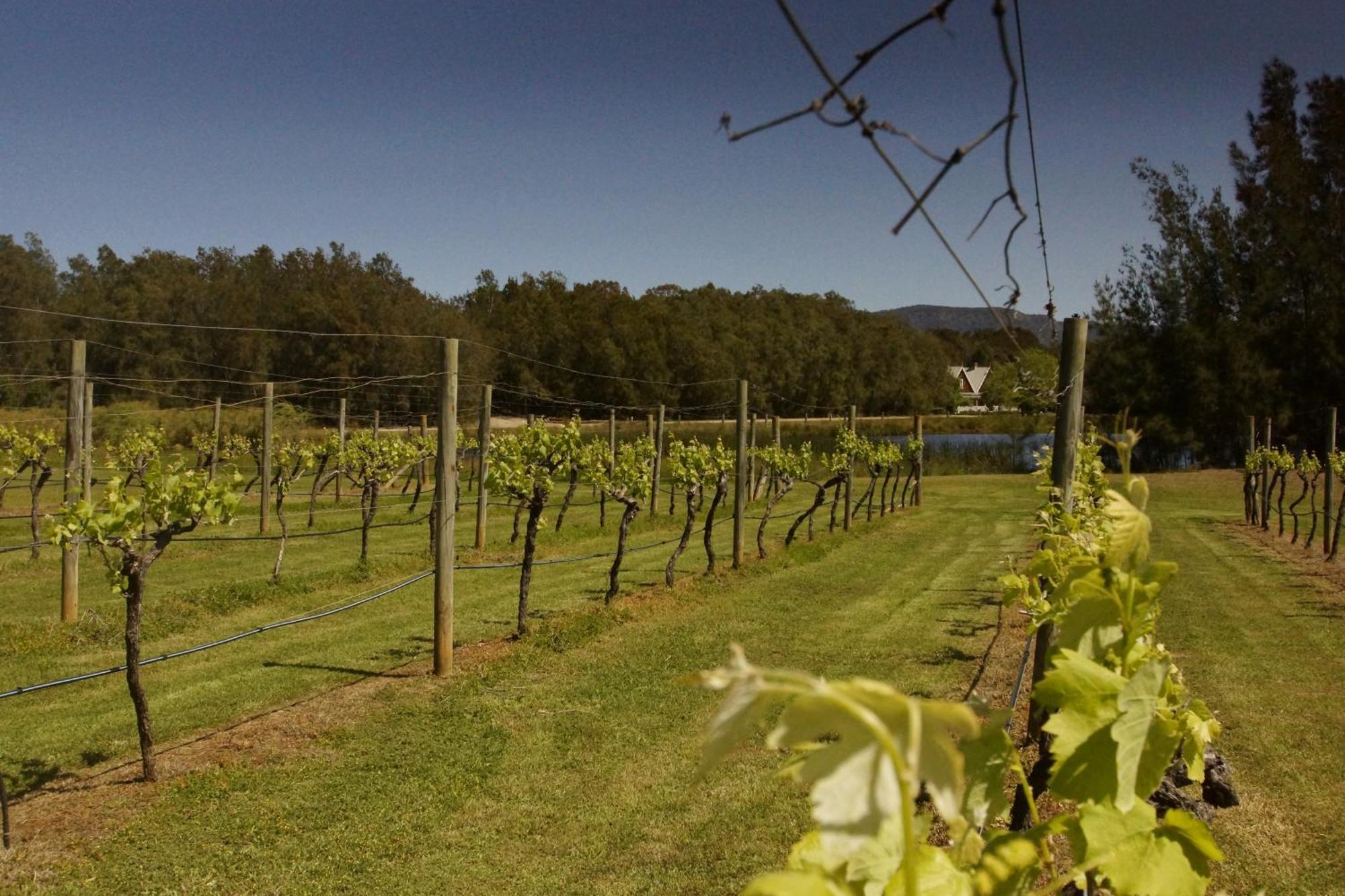 The Carriages Boutique Hotel And Vineyard ポーコルビン エクステリア 写真